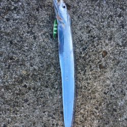 明るくなってもタチウオ